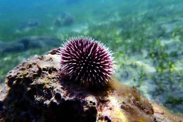 Underwater Mediterranean Purple Sea Urchin Sphaerechinus Granularis — Stock Photo, Image