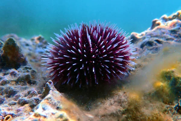 Erizo Mar Púrpura Mediterráneo Submarino Sphaerechinus Granularis — Foto de Stock