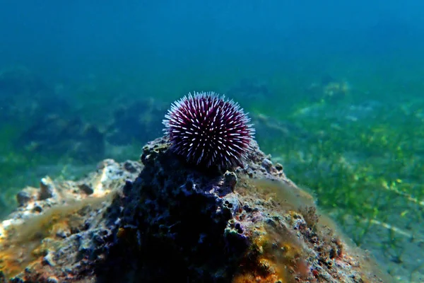 Erizo Mar Púrpura Mediterráneo Submarino Sphaerechinus Granularis — Foto de Stock