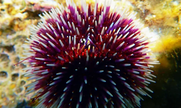 Ouriço Mar Roxo Mediterrâneo Subaquático Sphaerechinus Granularis — Fotografia de Stock