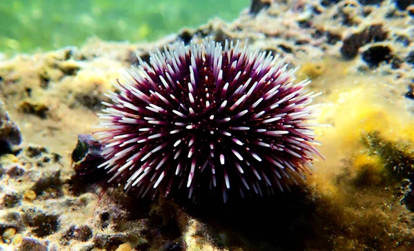 水下地中海紫色海胆 斯派雷奇努斯粒度 — 图库照片