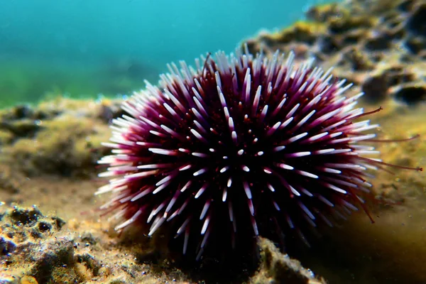 Ouriço Mar Roxo Mediterrâneo Subaquático Sphaerechinus Granularis — Fotografia de Stock