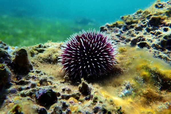 Underwater Mediterranean Purple Sea Urchin Sphaerechinus Granularis — Stock Photo, Image
