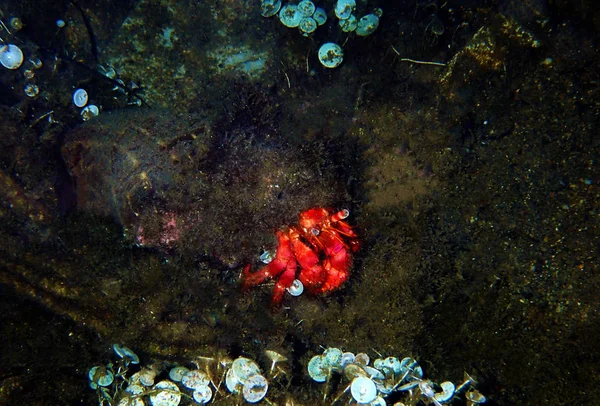 Anémona Ermitaña Roja Cuidando Cangrejo Dardanus Arrosor — Foto de Stock