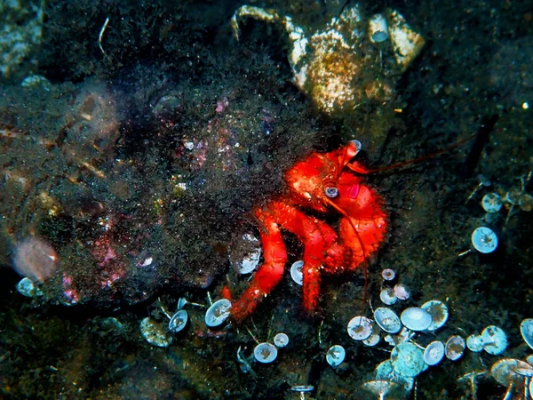 Red Hermit Anemone Caring Crab Dardanus Arrosor — Stock Photo, Image