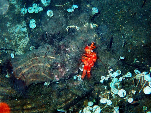 Czerwony Pustelnik Anten Opiekuńczy Krab Dardanus Arrosor — Zdjęcie stockowe