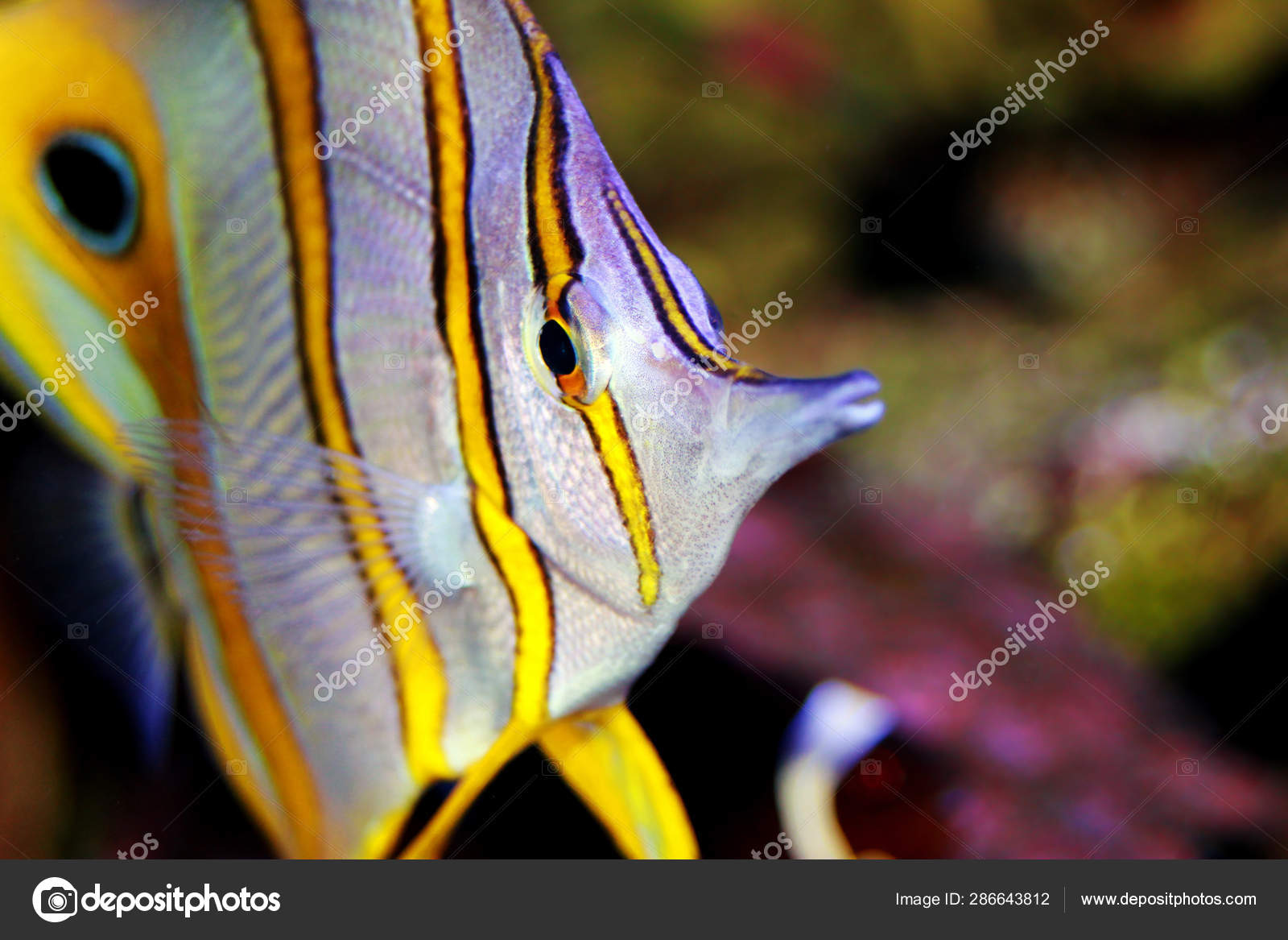 Copperband Butterflyfish Chelmon Rostratus Stock Photo C Vojce 286643812
