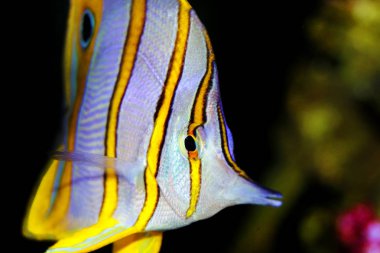 Copperband Butterflyfish - (Chelmon rostratus) 