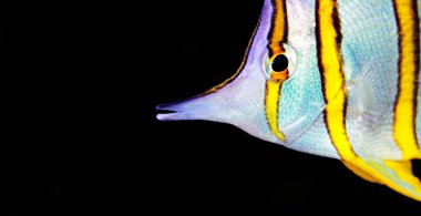 Copperband Butterflyfish - (Chelmon rostratus) 