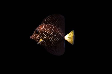 Gemmatum Tang - (Zebrasoma gemmatum)