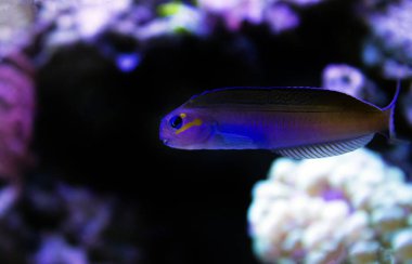 Midas Blenny - (Ecsenius midas)