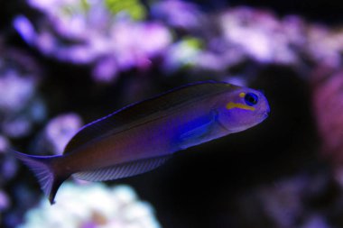 Midas Blenny - (Ecsenius midas)