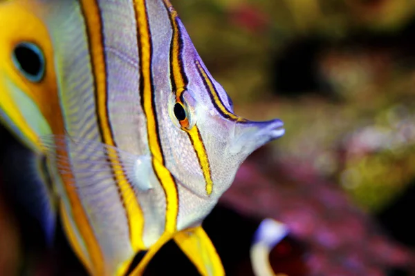 Copperband Butterflyfish Chelmon Rostratus — Stockfoto