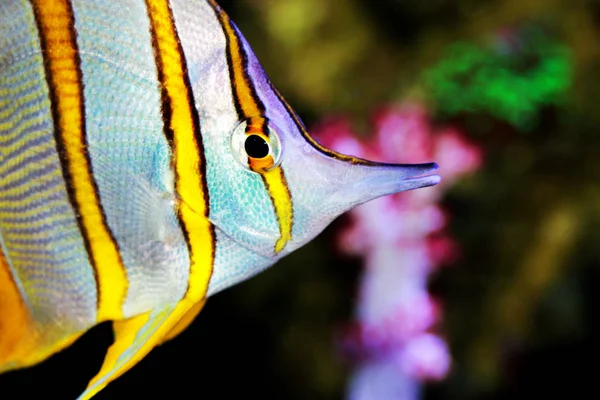 Rame Pesce Farfalla Chelmon Rostratus — Foto Stock