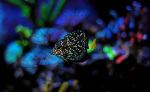 Gemmatum Tang Zebrasoma Gemmatum — Foto de Stock