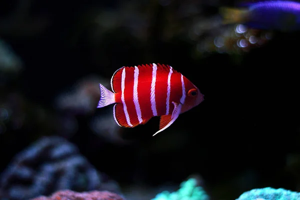 Pesce Angelo Alla Menta Piperita Paracentropyge Boylei — Foto Stock