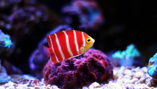 Peppermint Angelfish Paracentropyge Boylei — Stock Photo, Image