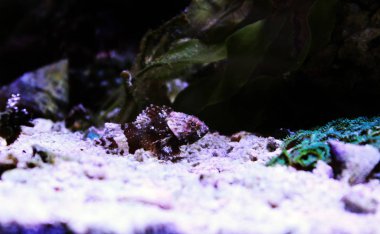 Küçük Kırmızı Akrep Balığı - (Scorpaena Notata)