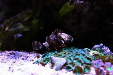 Küçük Kırmızı Akrep Balığı - (Scorpaena Notata)