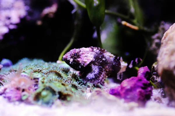 Scorpionfish Vermelho Menor Scorpaena Notata — Fotografia de Stock