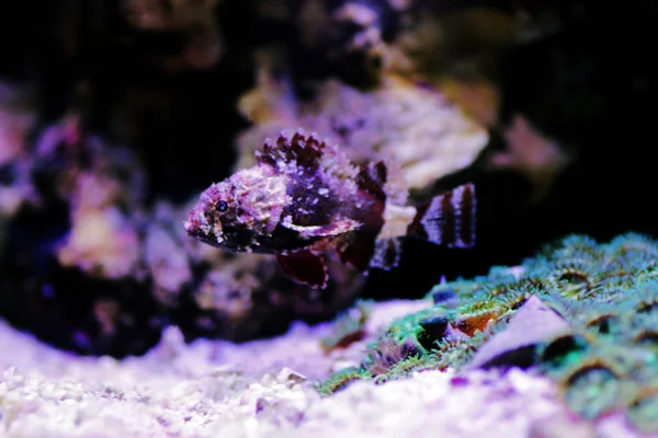 Scorpionfish Vermelho Menor Scorpaena Notata — Fotografia de Stock