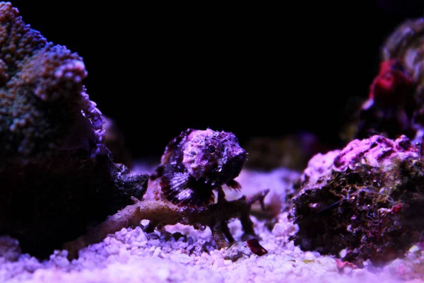 Scorpionfish Vermelho Menor Scorpaena Notata — Fotografia de Stock