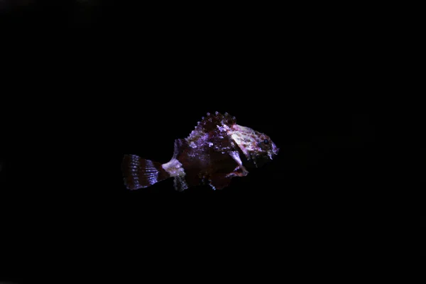 Lesser Red Scorpionfish Scorpaena Notata — 스톡 사진