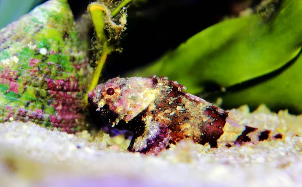 Lesser Red Scorpionfish Scorpaena Notata — 스톡 사진