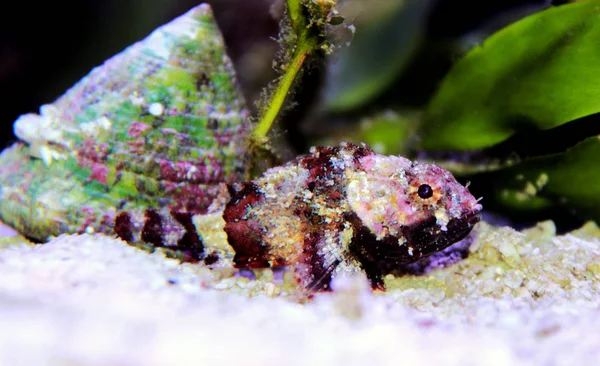 Scorpionfish Vermelho Menor Scorpaena Notata — Fotografia de Stock