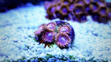 Zoanthids yumuşak polipleri - Resif akvaryum tanklarının çiçekleri
