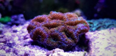 Resif akvaryumunda Acanthastrea Lordhowensis Lps mercan