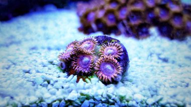 Mercan resif akvaryum tankı zoanthus yumuşak polipler