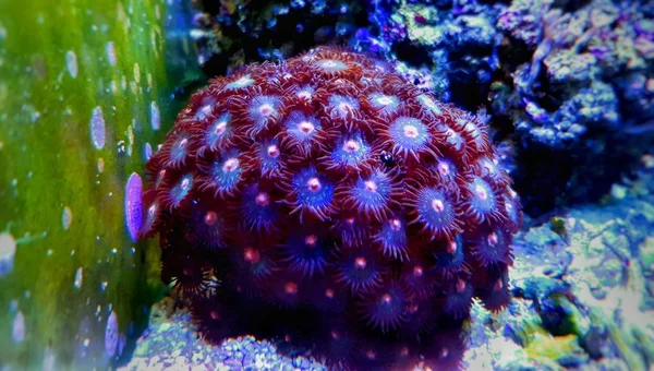 Zoanthus Pólipos Macios Tanque Aquário Recife Coral — Fotografia de Stock