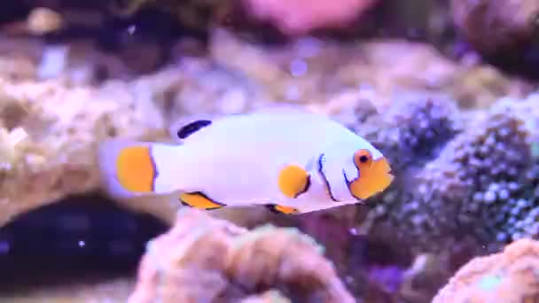 Video Extreme Snow Onyx Clownfish Amphriprion Ocellaris Amphriprion Percula — Video Stock