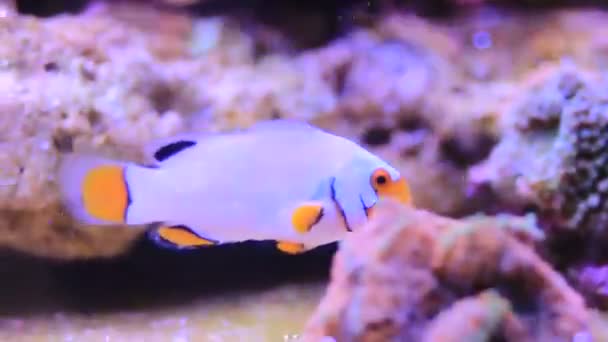 Videó Szélsőséges Snow Onyx Clownfish Amphriprion Ocellaris Amphriprion Percula — Stock videók