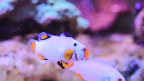 Vidéo de Clownfish Onyx des neiges extrême - (Amphriprion ocellaris x Amphriprion percula )