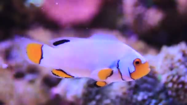 Videó Szélsőséges Snow Onyx Clownfish Amphriprion Ocellaris Amphriprion Percula — Stock videók
