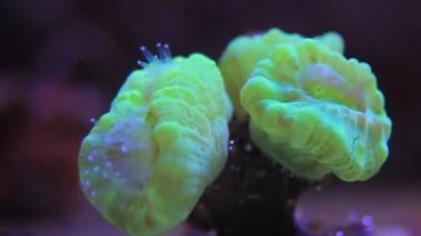 Video Caulastrea Trompet uzun polip taşlı mercan resif akvaryumda