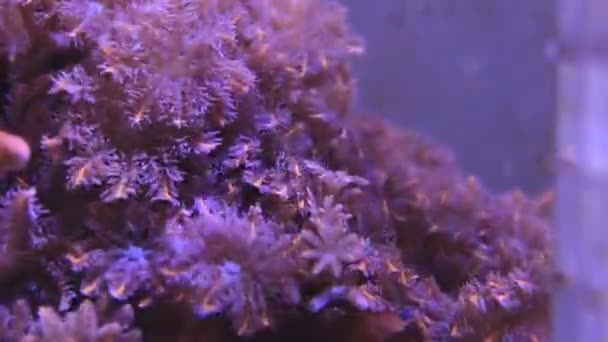 Vidéo Clavularia Corail Mou Scène Gros Plan — Video