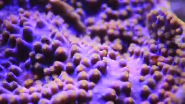 Підводний Відео Жовтих Поліпів Від Фіолетового Turbinaria Coral — стокове відео