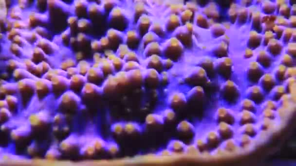 Onderwater Video Van Gele Poliepen Van Paarse Turbinaria Koraal — Stockvideo