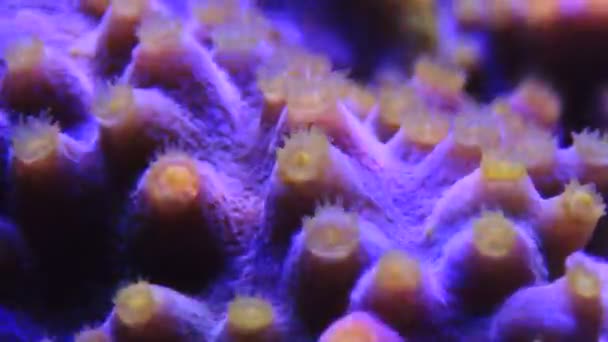 Подводное Видео Жёлтых Полипов Фиолетового Коралла Turbinaria — стоковое видео
