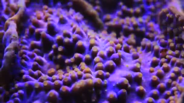 紫色のタービナリアサンゴからの黄色のポリープの水中Hdビデオ — ストック動画