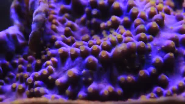 紫色のタービナリアサンゴからの黄色のポリープの水中Hdビデオ — ストック動画