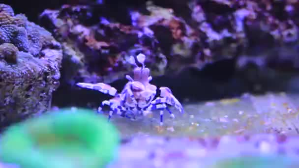 Gamberetti Arlecchino Alla Ricerca Stelle Marine Acquario Corallo — Video Stock