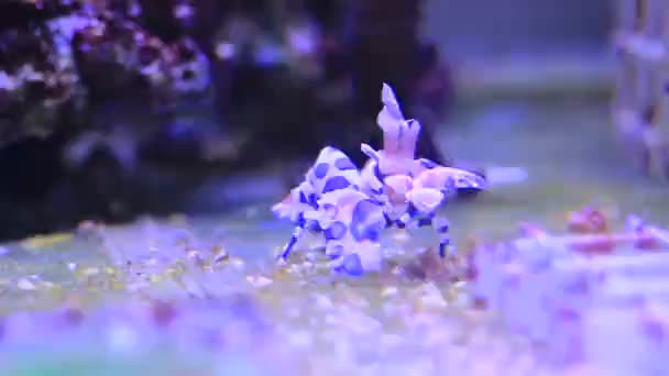 Harlequin Shrimp Searching Starfishes Coral Aquarium — Stock Video