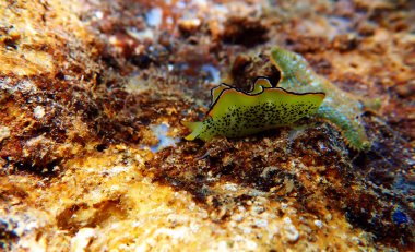 Elysia marginata veya Elysia ornata, Yunanistan'da Akdeniz (Ege) denizinde su altında bulunan
