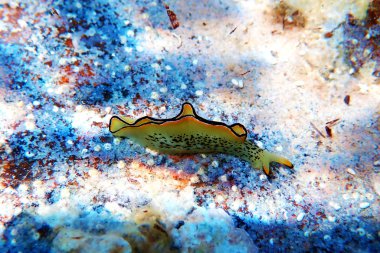 Elysia marginata veya Elysia ornata, Yunanistan'da Akdeniz (Ege) denizinde su altında bulunan