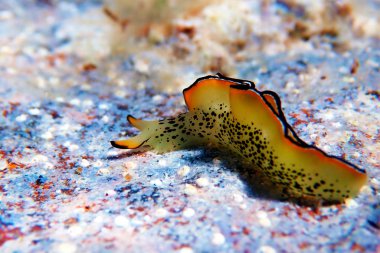 Elysia marginata veya Elysia ornata, Yunanistan'da Akdeniz (Ege) denizinde su altında bulunan