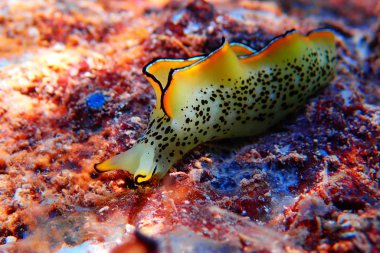 Elysia marginata veya Elysia ornata, Yunanistan'da Akdeniz (Ege) denizinde su altında bulunan